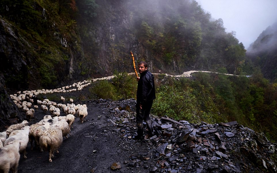Фотография: Каждый год тысячи овец в Грузии совершают опасный путь с гор высотой 3000 метров №9 - BigPicture.ru