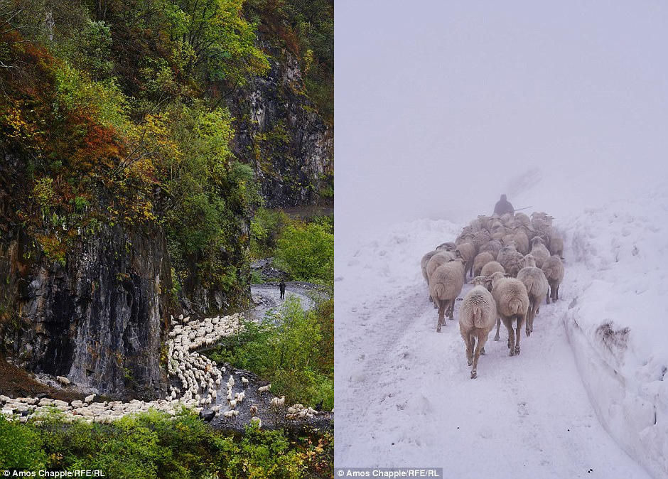 Фотография: Каждый год тысячи овец в Грузии совершают опасный путь с гор высотой 3000 метров №10 - BigPicture.ru