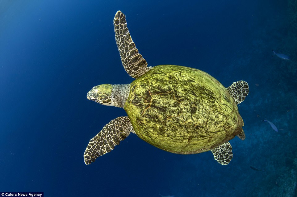 Фотография: Черепаха подавилась пластиковым пакетом и умерла бы от голода, если бы не этот дайвер №5 - BigPicture.ru