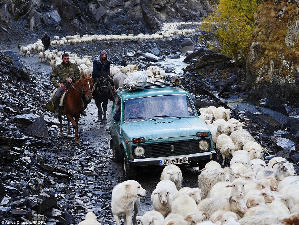 Фотография: Каждый год тысячи овец в Грузии совершают опасный путь с гор высотой 3000 метров №11 - BigPicture.ru