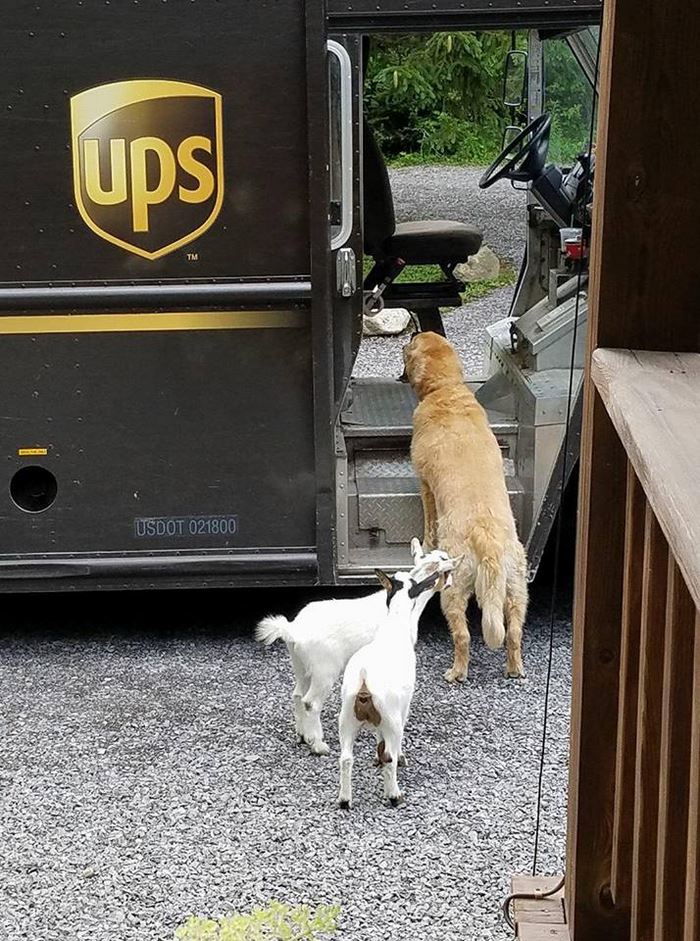 Фотография: Лучший друг по переписке: как собаки встречают американских почтальонов №10 - BigPicture.ru