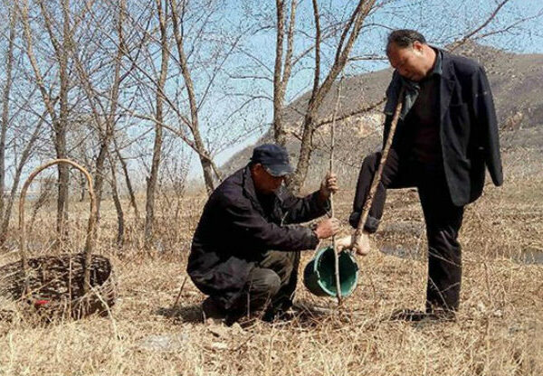 Два китайца посадили 10 000 деревьев