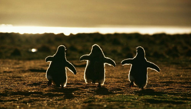 Фотография: Пингвины — это ласточки, которые ели после шести №1 - BigPicture.ru
