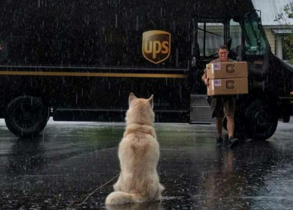 Лучший друг по переписке: как собаки встречают американских почтальонов