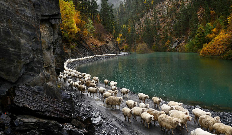 Фотография: Каждый год тысячи овец в Грузии совершают опасный путь с гор высотой 3000 метров №1 - BigPicture.ru