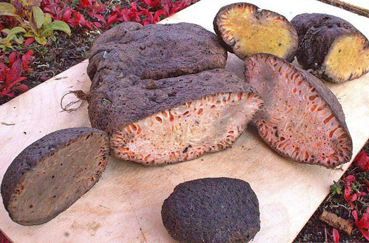 Фотография: Древесный хлеб, лягушачьи лапки и другие блюда, придуманные не от хорошей жизни №6 - BigPicture.ru