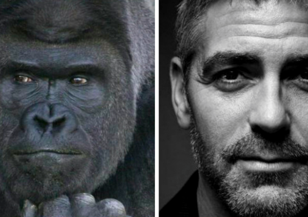 Горилла с лицом Джорджа Клуни покорила наши сердца