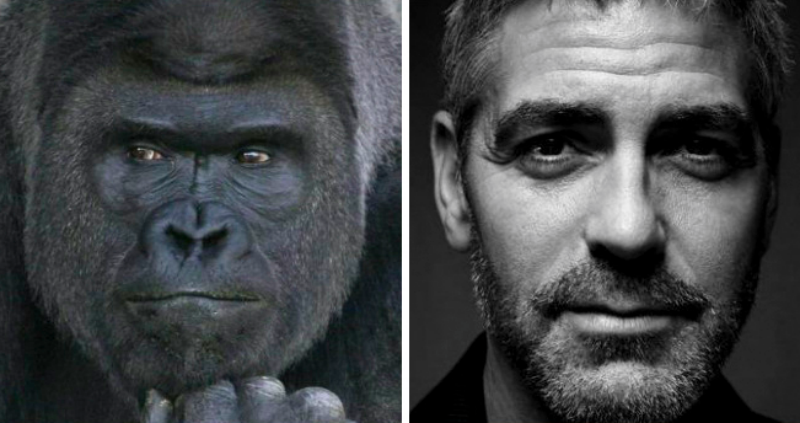 Фотография: Горилла с лицом Джорджа Клуни покорила наши сердца №1 - BigPicture.ru