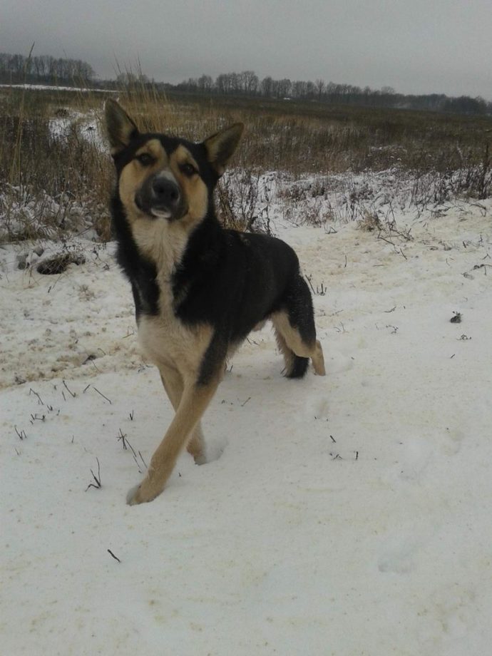 Фотография: Мордовский Хатико: брошенный пес целый месяц не сходил с места в ожидании хозяина №2 - BigPicture.ru