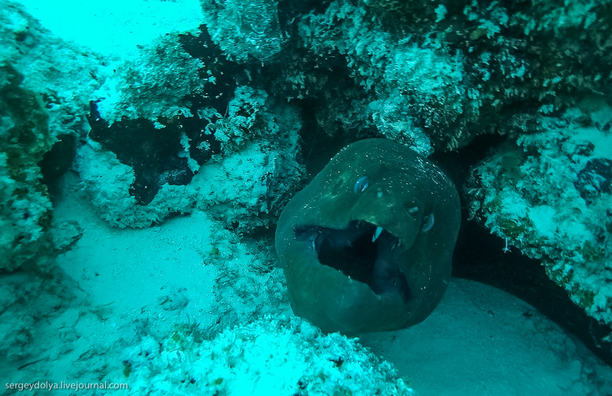 Фотография: Стальные акваланги: как мы плавали с муренами №4 - BigPicture.ru
