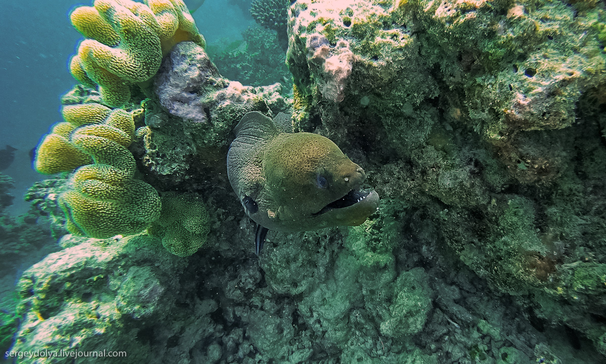 Фотография: Стальные акваланги: как мы плавали с муренами №7 - BigPicture.ru