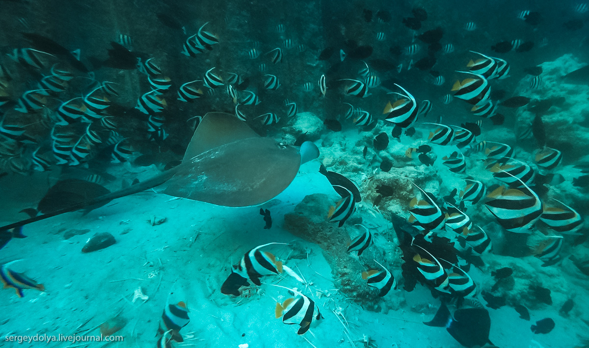Фотография: Стальные акваланги: как мы плавали с муренами №10 - BigPicture.ru