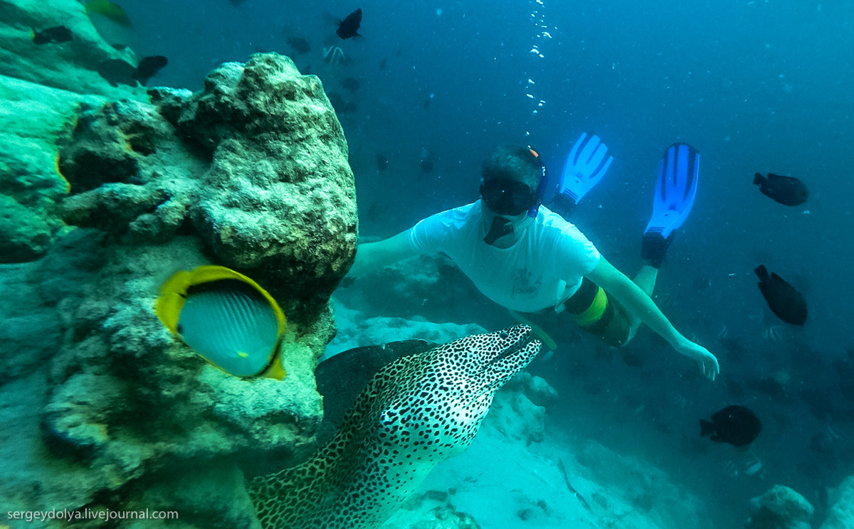 Фотография: Стальные акваланги: как мы плавали с муренами №5 - BigPicture.ru