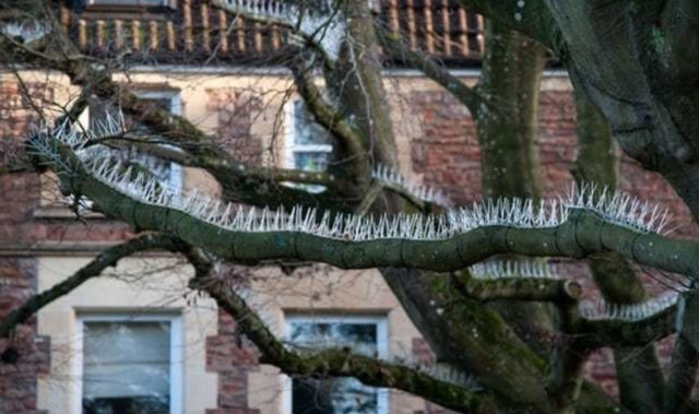 Фотография: В Великобритании на деревьях установили шипы, чтобы защитить машины от птичьего помета №3 - BigPicture.ru
