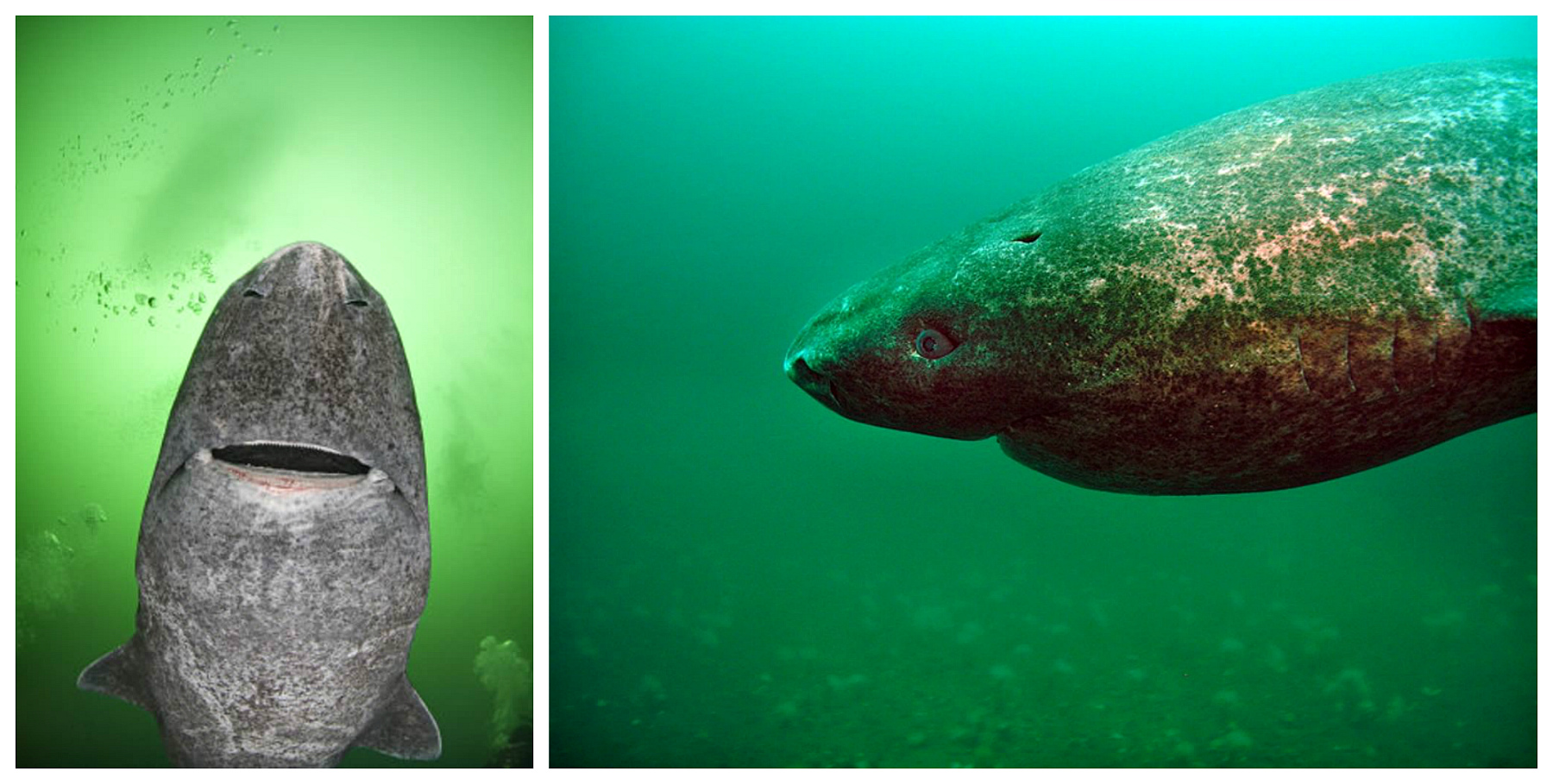Фотография: Ученые нашли самое старое животное на земле: этой полярной акуле уже 512 лет №3 - BigPicture.ru