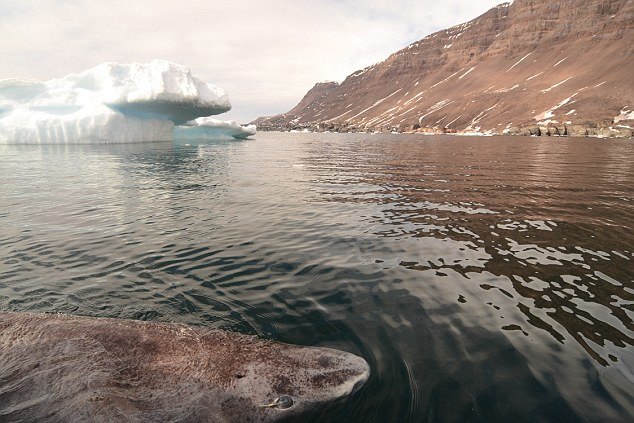 Фотография: Ученые нашли самое старое животное на земле: этой полярной акуле уже 512 лет №4 - BigPicture.ru