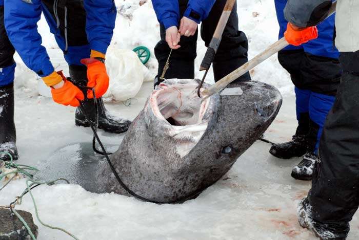 Фотография: Ученые нашли самое старое животное на земле: этой полярной акуле уже 512 лет №6 - BigPicture.ru