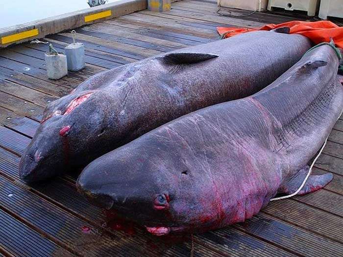 Фотография: Ученые нашли самое старое животное на земле: этой полярной акуле уже 512 лет №7 - BigPicture.ru