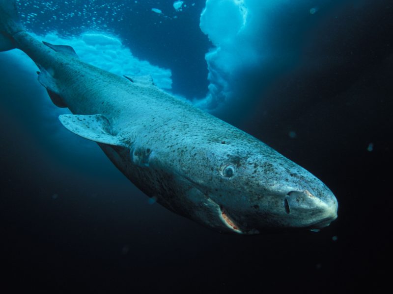 Фотография: Ученые нашли самое старое животное на земле: этой полярной акуле уже 512 лет №2 - BigPicture.ru