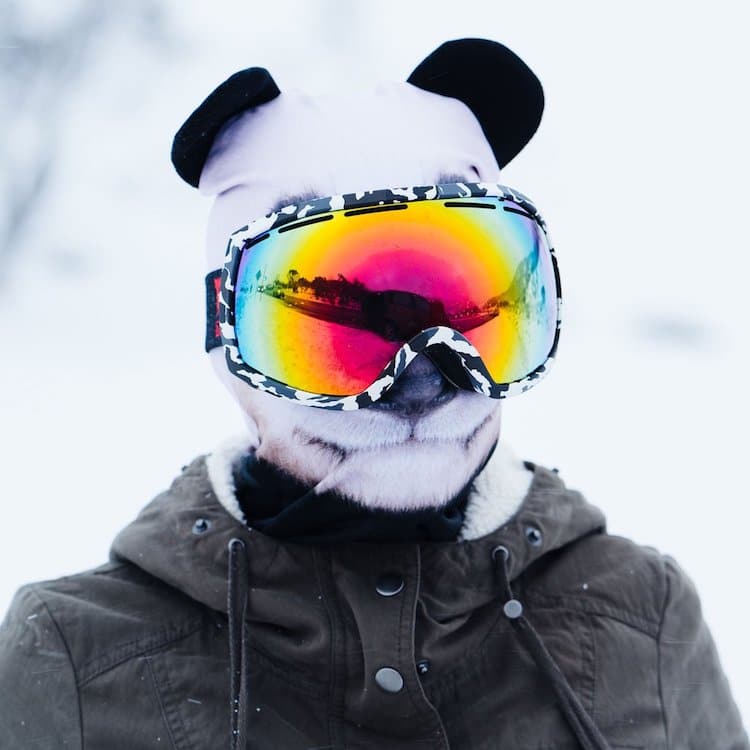 Фотография: Животные на лыжах: дизайнеры из Канады накреативили 