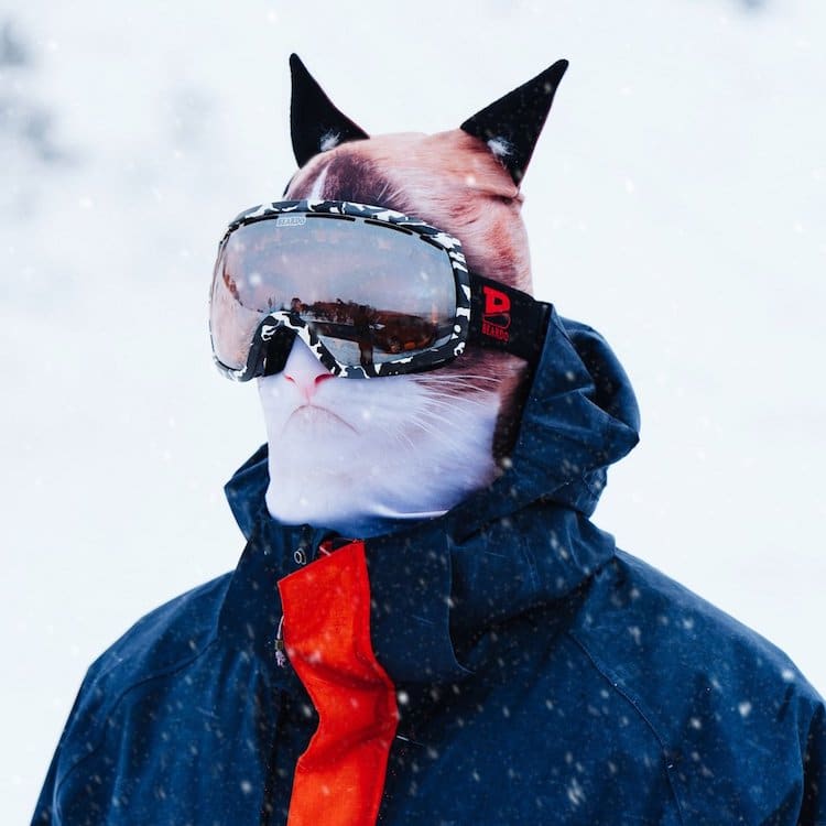 Фотография: Животные на лыжах: дизайнеры из Канады накреативили 