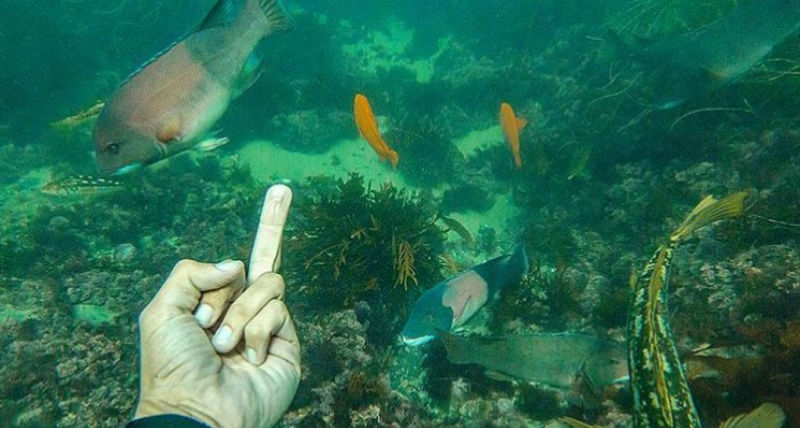 Фотография: Аквалангист показывает средний палец рыбам и кроет их матом №1 - BigPicture.ru