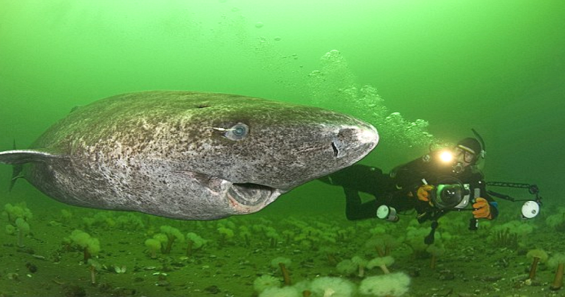 Фотография: Ученые нашли самое старое животное на земле: этой полярной акуле уже 512 лет №1 - BigPicture.ru