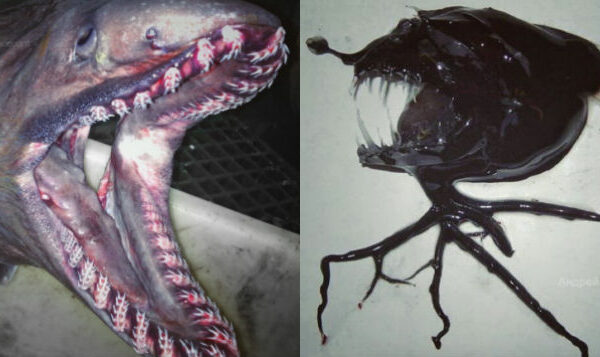 Инопланетные монстры из глубин: моряк из Мурманска продолжает пугать соцсети фото пойманных рыб