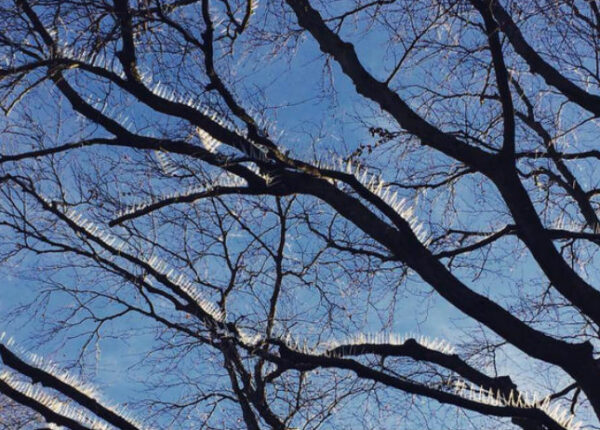 В Великобритании на деревьях установили шипы, чтобы защитить машины от птичьего помета