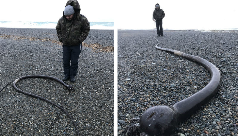 Фотография: На побережьях Чукотского полуострова обнаружили огромных 