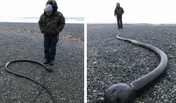 На побережьях Чукотского полуострова обнаружили огромных «морских змей» из США