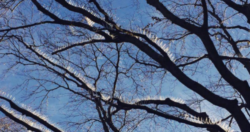 Фотография: В Великобритании на деревьях установили шипы, чтобы защитить машины от птичьего помета №1 - BigPicture.ru