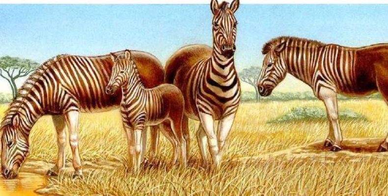 Фото: Додо со спины: 10 вымерших видов животных, которых скоро возродят #7 -   МОИ ЗАМЕТКИ