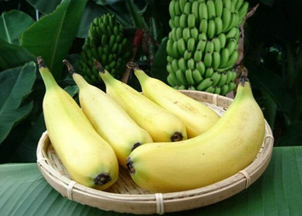 Съешь меня полностью: японские ученые выращивают бананы со съедобной кожурой