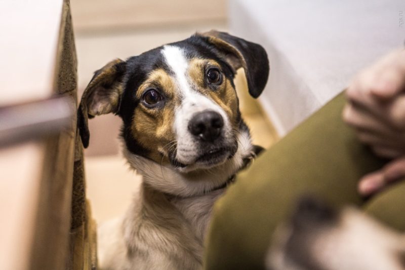 Нельзя кормить, но можно забрать домой: в Новосибирске открыли кафе с бездомными собаками