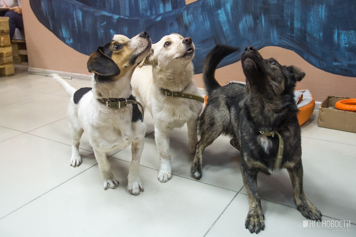 Фотография: Нельзя кормить, но можно забрать домой: в Новосибирске открыли кафе с бездомными собаками №8 - BigPicture.ru