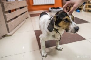 Фотография: Стрижка собаки в домашних условиях №1 - BigPicture.ru