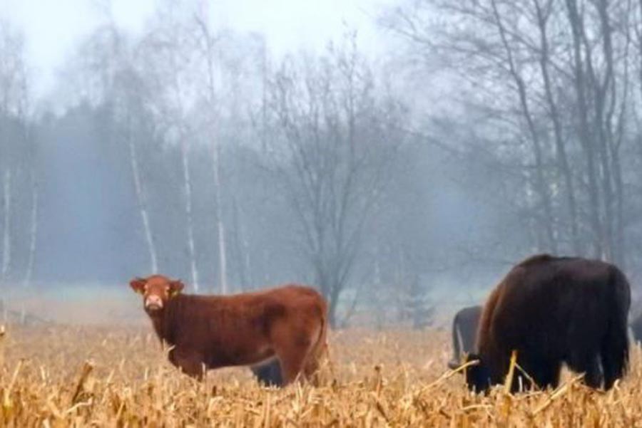 Фотография: Польская корова, которую должны были отправить на убой, убежала в пущу и живет с зубрами №2 - BigPicture.ru