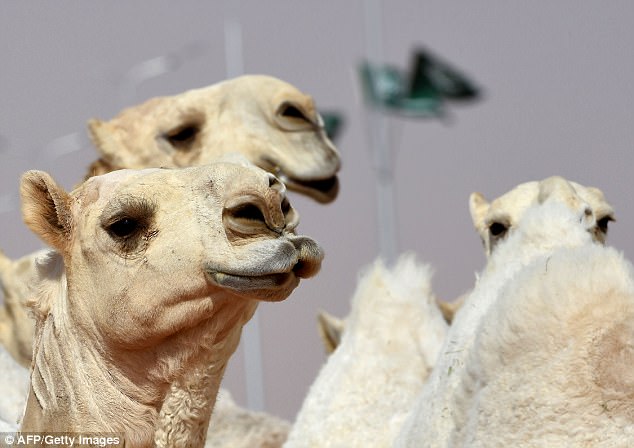Фотография: Двенадцать верблюдов дисквалифицировали с конкурса красоты из-за ботокса №3 - BigPicture.ru