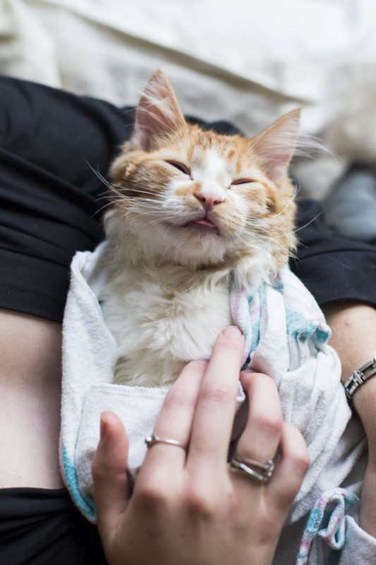 Фотография: В интернете не могут решить, они дебилы или юмористы: пара устроила фотосессию родов с котом №8 - BigPicture.ru