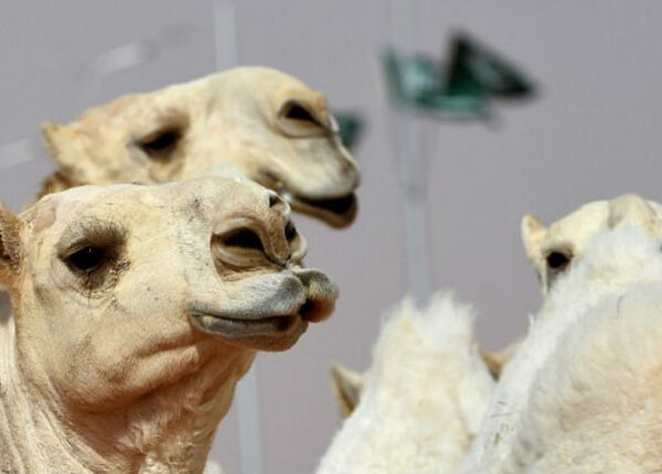 Двенадцать верблюдов дисквалифицировали с конкурса красоты из-за ботокса