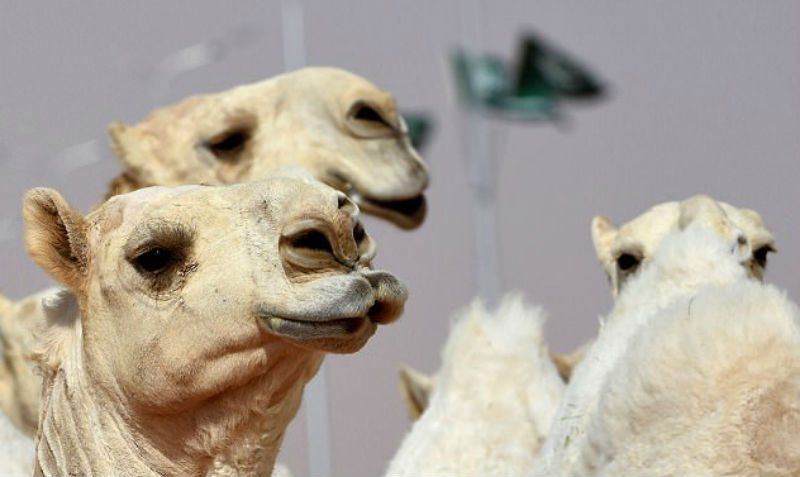 Фотография: Двенадцать верблюдов дисквалифицировали с конкурса красоты из-за ботокса №1 - BigPicture.ru