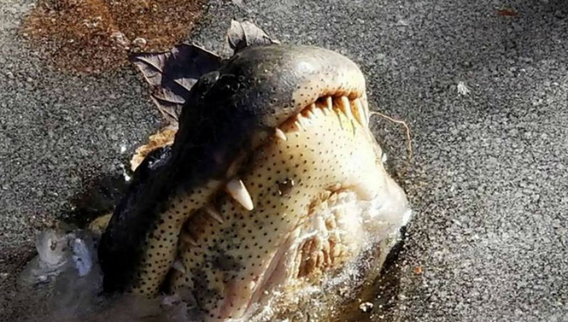 Фотография: Выше нос: как  аллигаторы выживают в морозы №1 - BigPicture.ru
