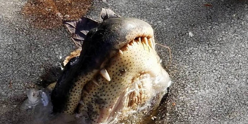 Фотография: Выше нос: как  аллигаторы выживают в морозы №3 - BigPicture.ru