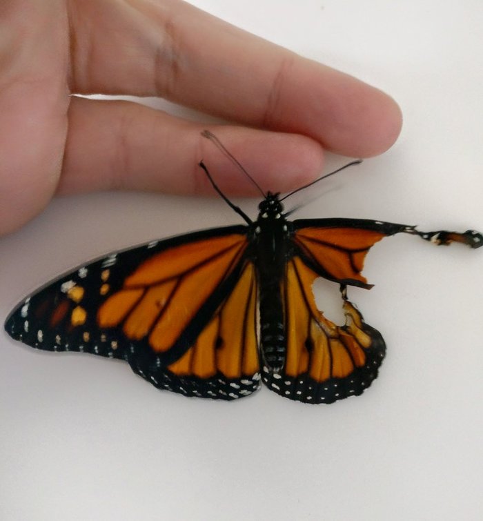 Фотография: Американский модельер провела операцию по трансплантации крыла живой бабочке №2 - BigPicture.ru