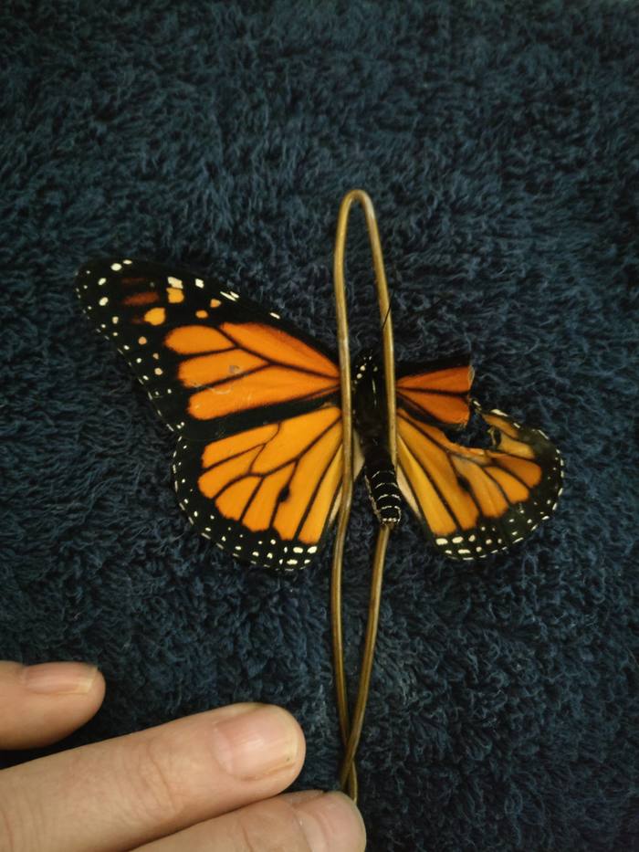 Фотография: Американский модельер провела операцию по трансплантации крыла живой бабочке №4 - BigPicture.ru