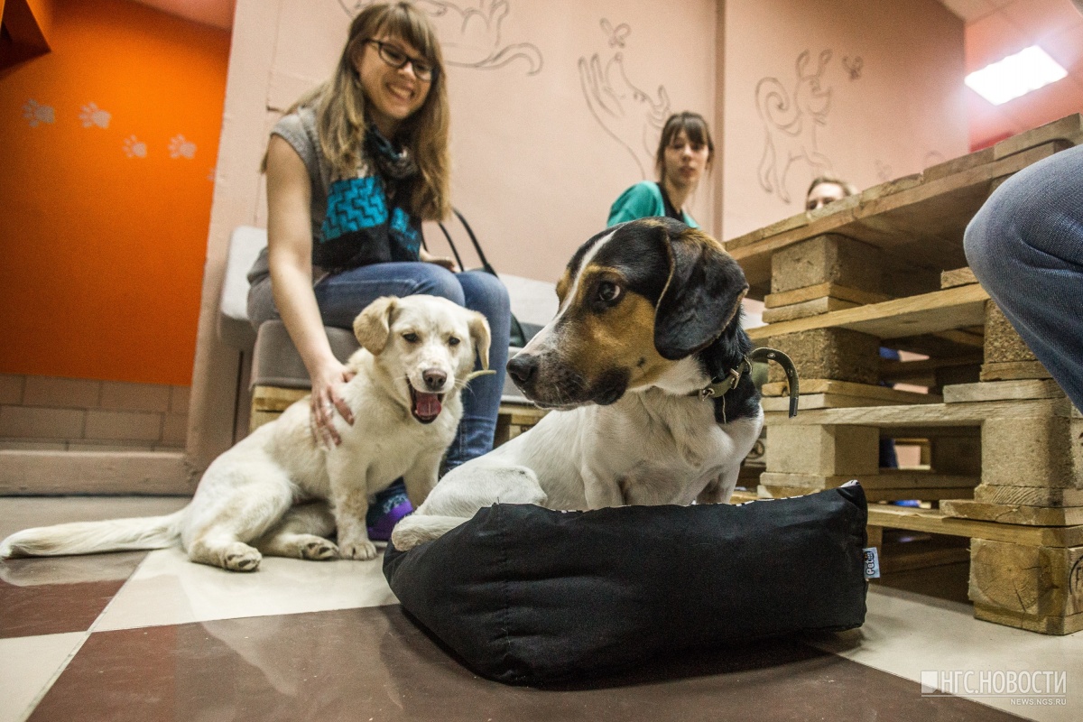 Фотография: Нельзя кормить, но можно забрать домой: в Новосибирске открыли кафе с бездомными собаками №16 - BigPicture.ru