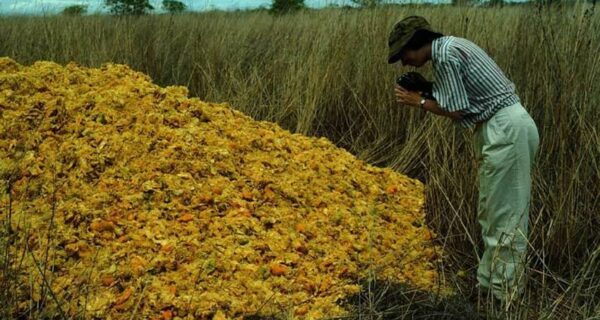 Как куча апельсиновых корок поменяла экосистему в Центральной Америке