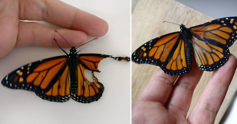 Фотография: Американский модельер провела операцию по трансплантации крыла живой бабочке №1 - BigPicture.ru