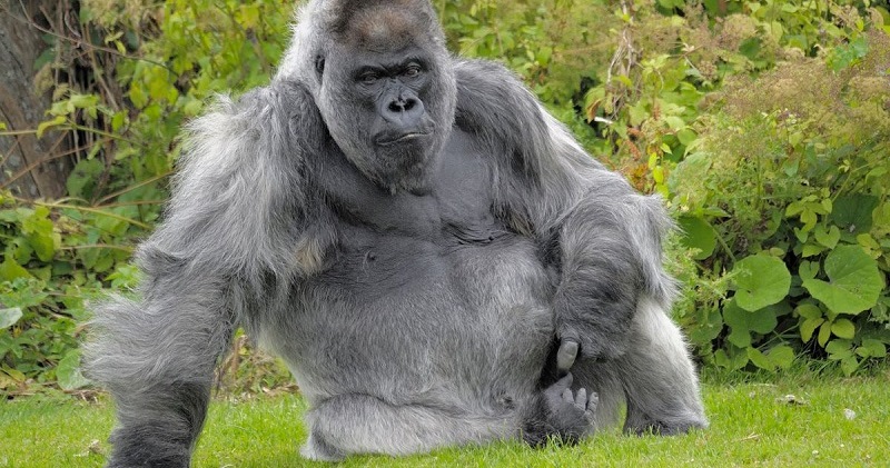Фотография: Одна из старейших горилл скончалась в собственном особняке с отоплением и телевидением №1 - BigPicture.ru